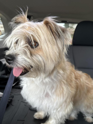Reunited Female Dog last seen Trowbridge and Radford St. 79903, El Paso, TX 79998