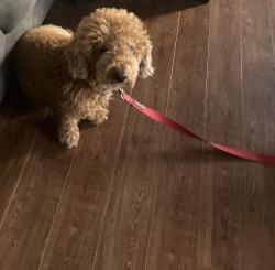 Lost Male Dog last seen Faires Farms Hanberry Blvd, Charlotte, NC 28213