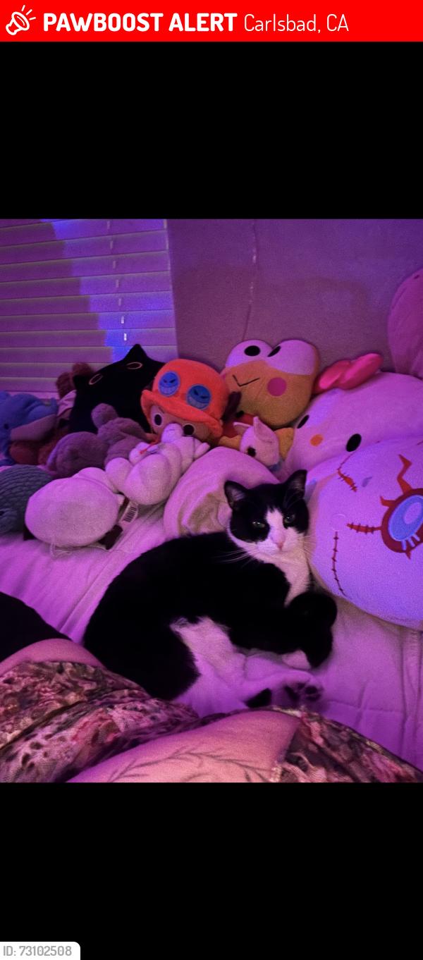 Lost Male Cat last seen Near Laguna dr, Carlsbad, CA, Carlsbad, CA 92008