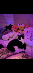 Lost Male Cat last seen Near Laguna dr, Carlsbad, CA, Carlsbad, CA 92008