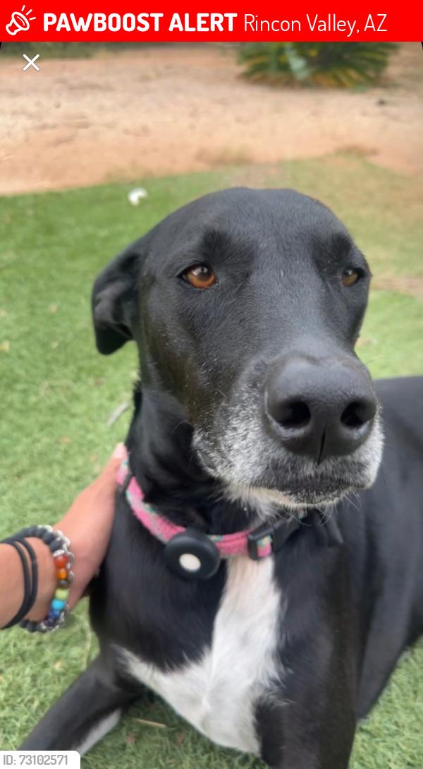 Lost Female Dog last seen Near E Corte La Pata, Rincon Valley, AZ 85641