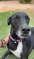 Lost Female Dog last seen Near E Corte La Pata, Rincon Valley, AZ 85641
