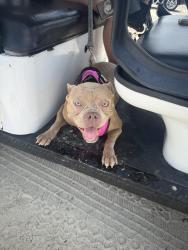 Lost Female Dog last seen My neighborhood, San Antonio, TX 78251