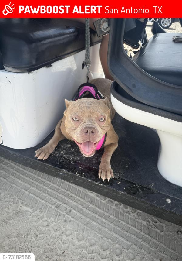 Lost Female Dog last seen My neighborhood, San Antonio, TX 78251