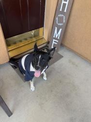 Found/Stray Male Dog last seen Forty niner way, antioch, ca, Antioch, CA 94531