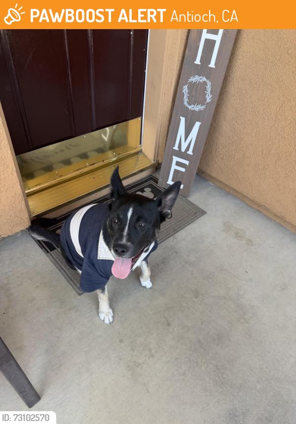 Found/Stray Male Dog last seen Forty niner way, antioch, ca, Antioch, CA 94531