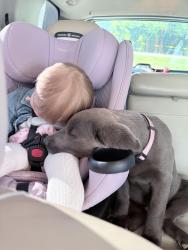 Lost Female Dog last seen Coalhill rd near our hse, Harriman, TN 37748
