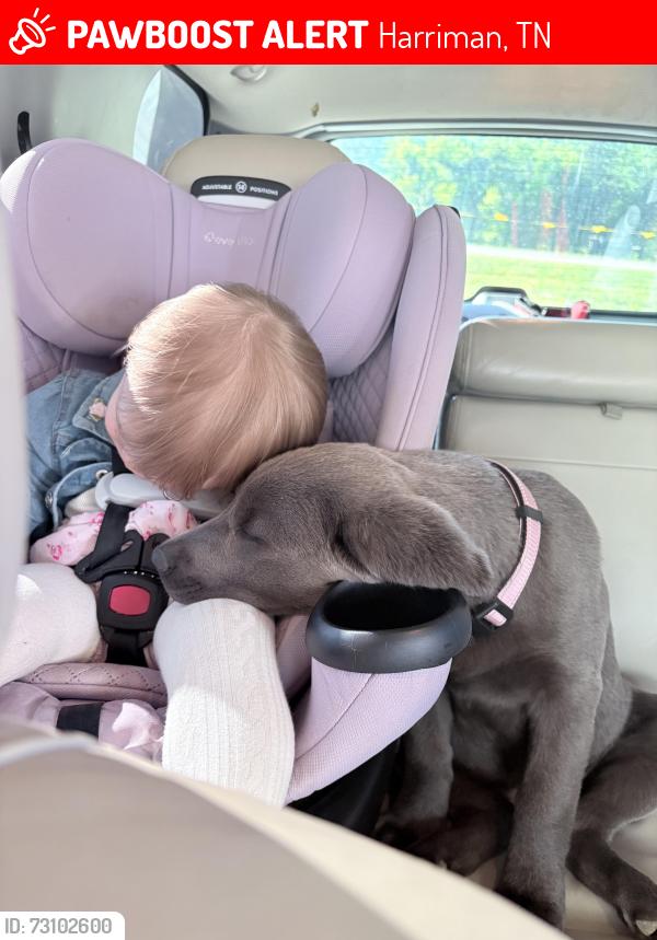 Lost Female Dog last seen Coalhill rd near our hse, Harriman, TN 37748