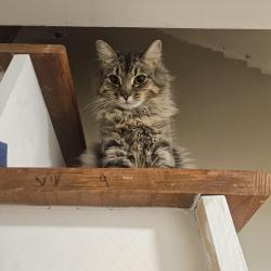 Reunited Female Cat last seen Grove Cemetery, Windsor Locks, CT 06096