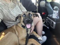 Found/Stray Female Dog last seen mcpherson, Crowley, TX 76036