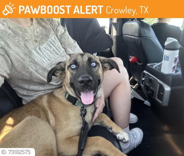 Found/Stray Female Dog last seen mcpherson, Crowley, TX 76036