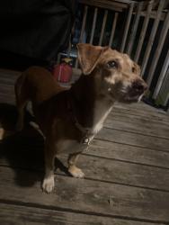 Reunited Female Dog last seen Bevo Mill, St. Louis, MO 63116