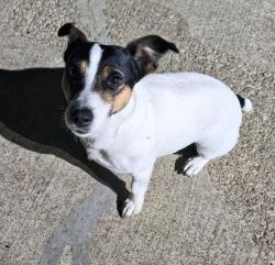 Lost Male Dog last seen Stonehill dog park, Pflugerville, TX 78660