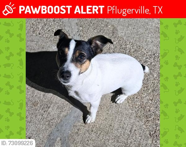 Lost Male Dog last seen Stonehill dog park, Pflugerville, TX 78660