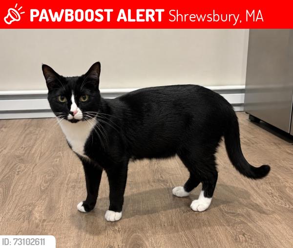 Lost Female Cat last seen Near south street shrewsbury, Shrewsbury, MA 01545