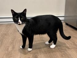 Lost Female Cat last seen Near south street shrewsbury, Shrewsbury, MA 01545
