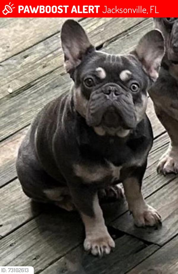 Lost Female Dog last seen Gumwood dr w, Jacksonville, FL 32277