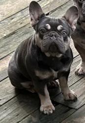 Lost Female Dog last seen Gumwood dr w, Jacksonville, FL 32277