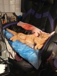 Lost Male Cat last seen Hwy 67, Alvarado, TX 76009