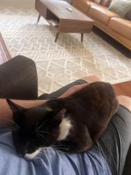 Reunited Female Cat last seen Bodega Highway, Sebastopol, CA 95472