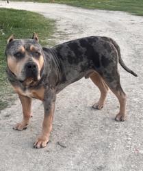 Lost Male Dog last seen Willow lake road, Burrton, KS 67020