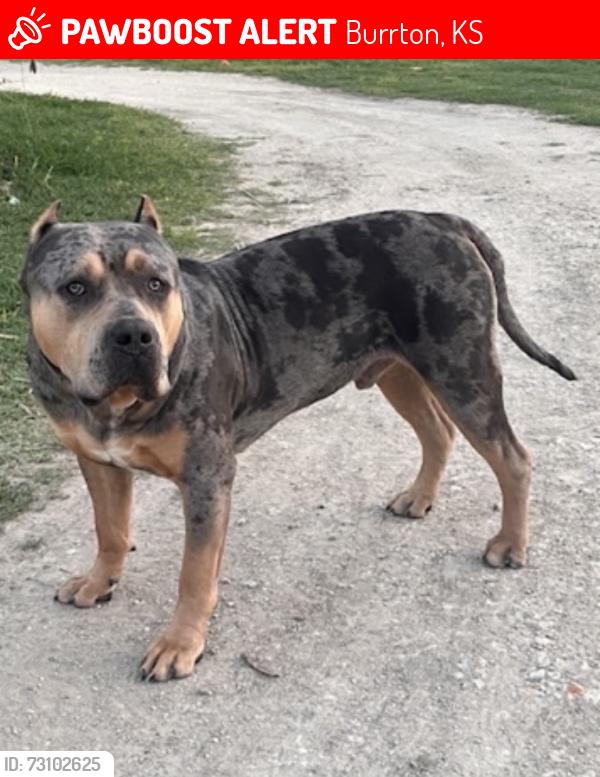 Lost Male Dog last seen Willow lake road, Burrton, KS 67020