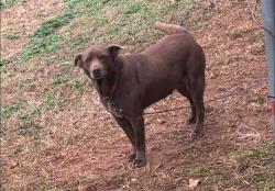 Lost Male Dog last seen River trace subdivision, Villa Rica, GA 30180