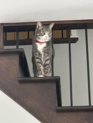 Lost Male Cat last seen Rue Jean-Paul-Sartre, rue François Rabelais, rue Simone de beuvoir, Laval, QC H7P 0E7