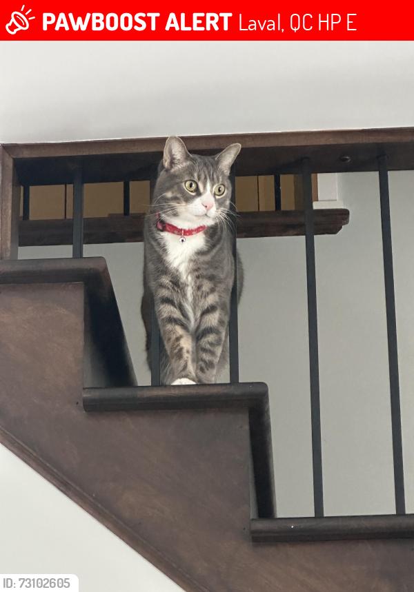 Lost Male Cat last seen Rue Jean-Paul-Sartre, rue François Rabelais, rue Simone de beuvoir, Laval, QC H7P 0E7