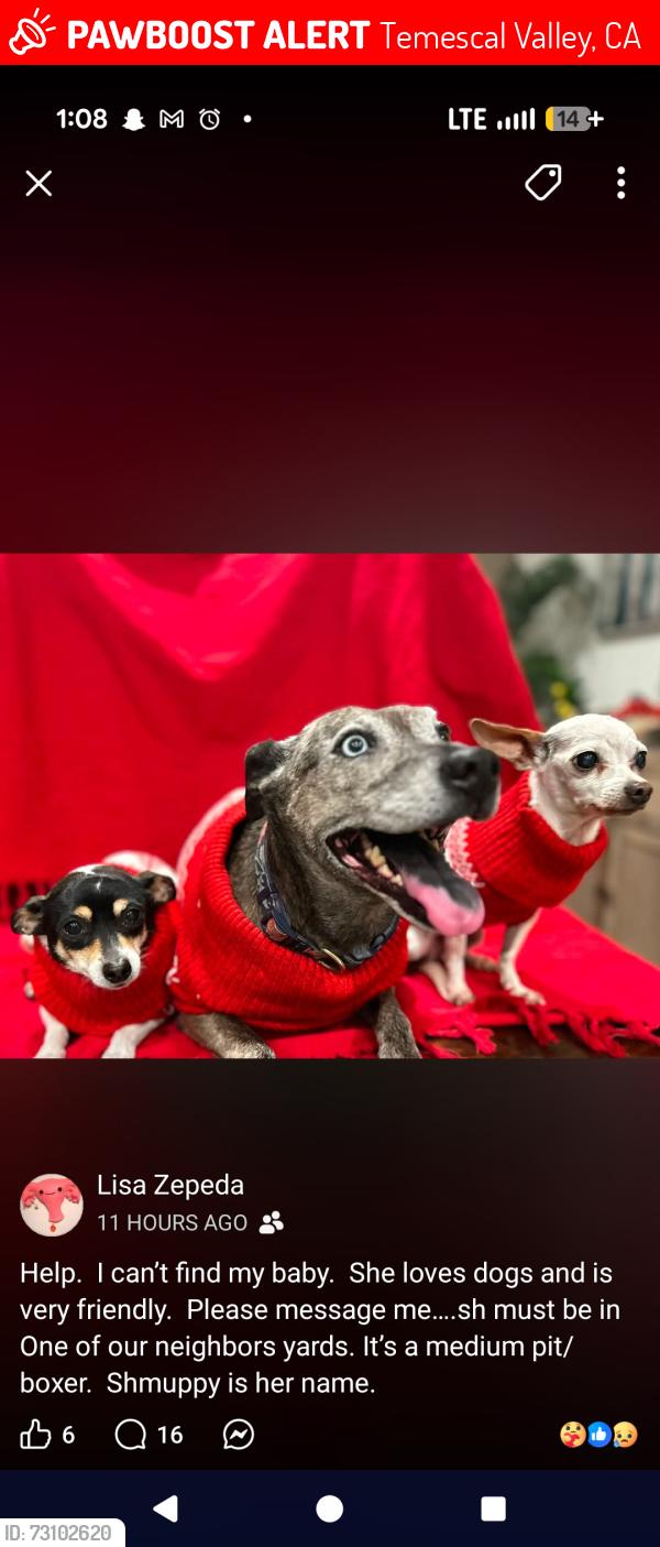Lost Female Dog last seen Within the terramore community, Temescal Valley, CA 92883
