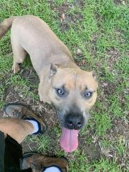 Reunited Female Dog last seen Cedar Lane and Heritage Rd, Conway, SC 29527