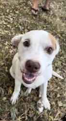 Lost Male Dog last seen Nw 16th and meridian/ Ann arbor, Oklahoma City, OK 73127