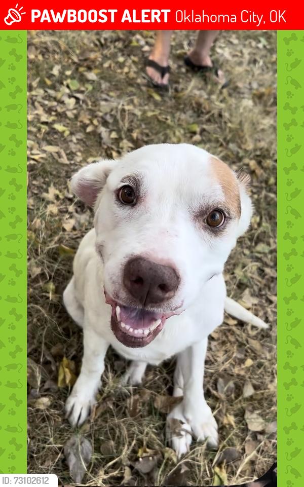 Lost Male Dog last seen Nw 16th and meridian/ Ann arbor, Oklahoma City, OK 73127