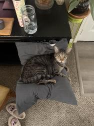 Reunited Male Cat last seen By Britton elementary, Oklahoma City, OK 73114