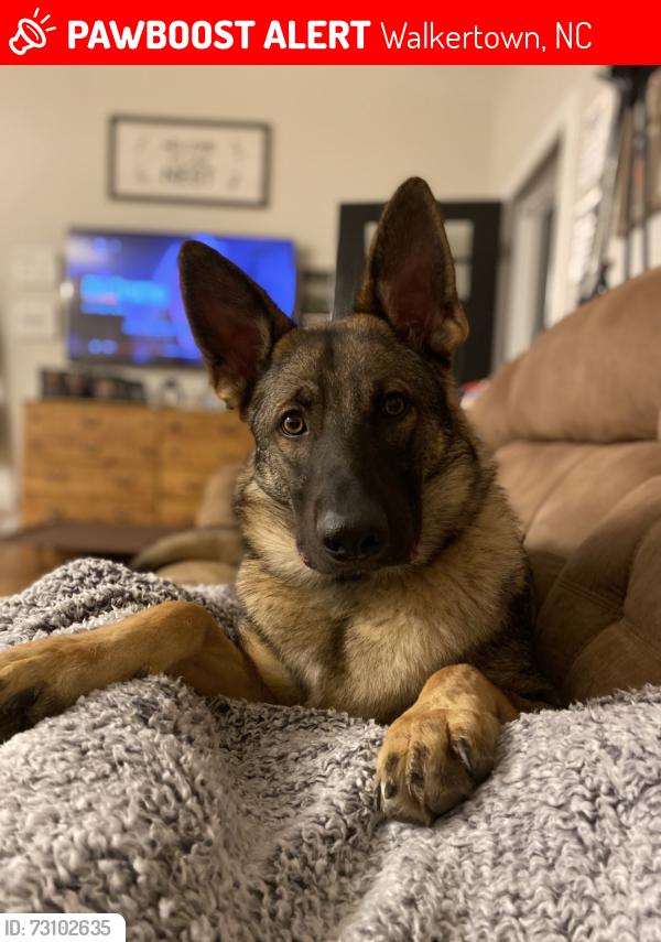 Lost Male Dog last seen reidsville rd, Walkertown, NC 270519770