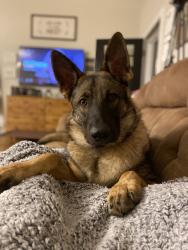 Lost Male Dog last seen reidsville rd, Walkertown, NC 270519770