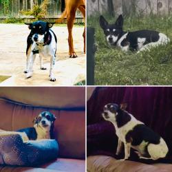 Lost Male Dog last seen Between Judson Rd/ Sams Club / Topperwein Rd, San Antonio, TX 78233