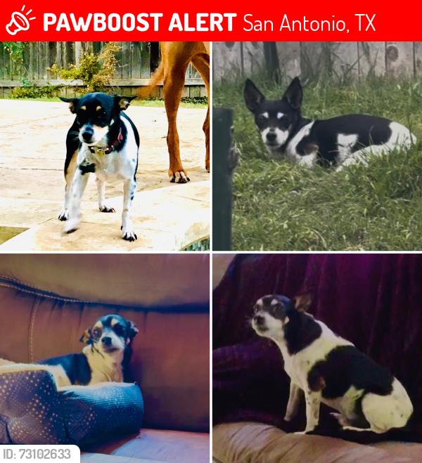 Lost Male Dog last seen Between Judson Rd/ Sams Club / Topperwein Rd, San Antonio, TX 78233