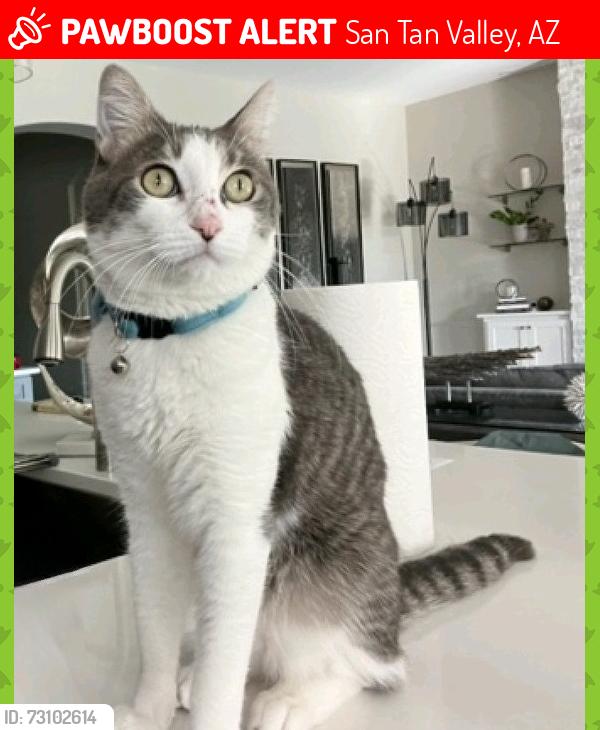 Lost Male Cat last seen Thompson & flt Iron Court, San Tan Valley, AZ 85142