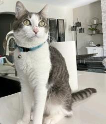 Lost Male Cat last seen Thompson & flt Iron Court, San Tan Valley, AZ 85142