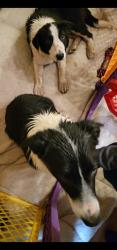 Reunited Female Dog last seen 60th avenue and Monaco, Commerce City, CO 80022