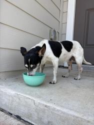 Found/Stray Female Dog last seen Peak point, San Antonio, TX 78242