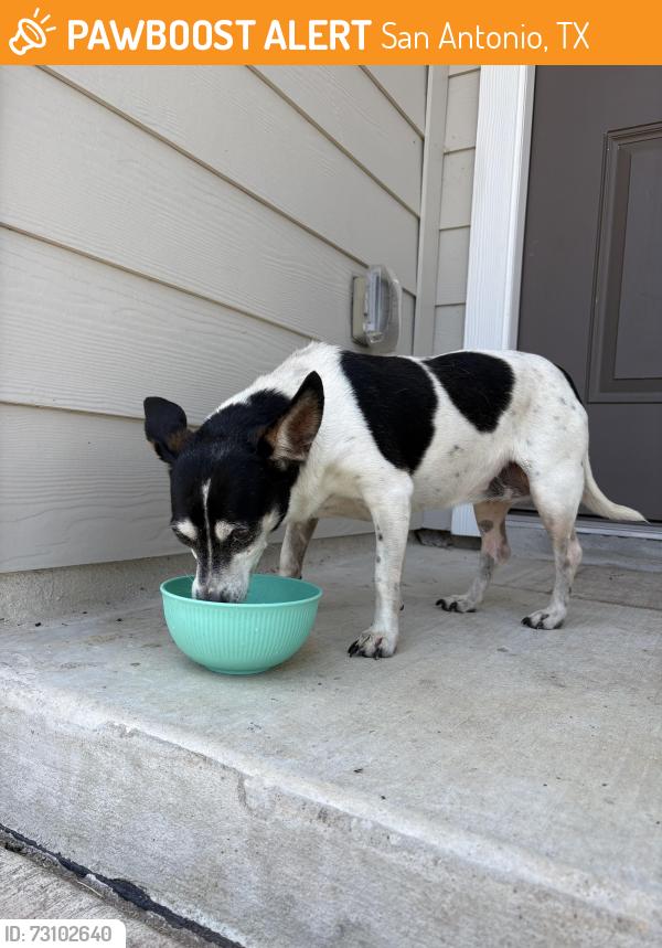 Found/Stray Female Dog last seen Peak point, San Antonio, TX 78242