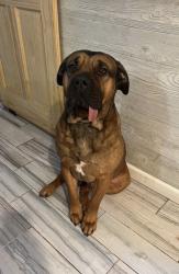 Reunited Male Dog last seen Preston and Chester Ave in Elgin, Elgin, IL 60120