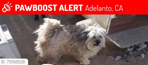 Lost Female Dog last seen Panther Ave, Adelanto, CA 92301