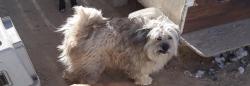 Lost Female Dog last seen Panther Ave, Adelanto, CA 92301