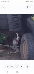 Found/Stray Male Dog last seen Hey 210, Spring Lake, NC 28390