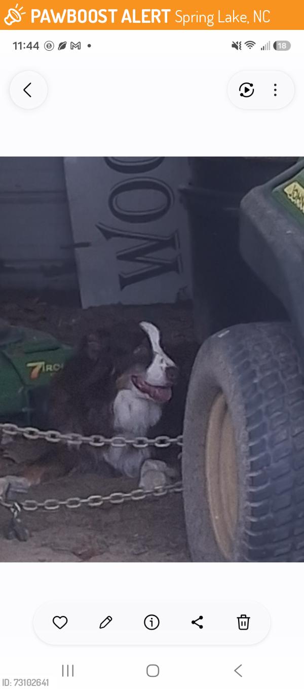 Found/Stray Male Dog last seen Hey 210, Spring Lake, NC 28390
