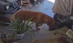 Reunited Male Dog last seen Ave. N & 167st East Lancaster, Ca 93535, Lancaster, CA 93535