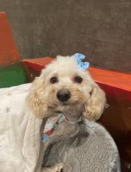 Reunited Female Dog last seen Summerhill, Lake Elsinore, CA 92532